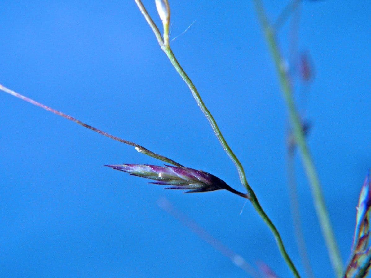 Eragrostis 10