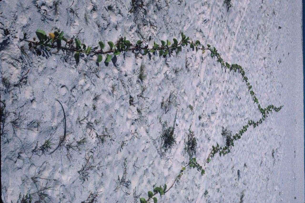 Campanella piede di capra 22