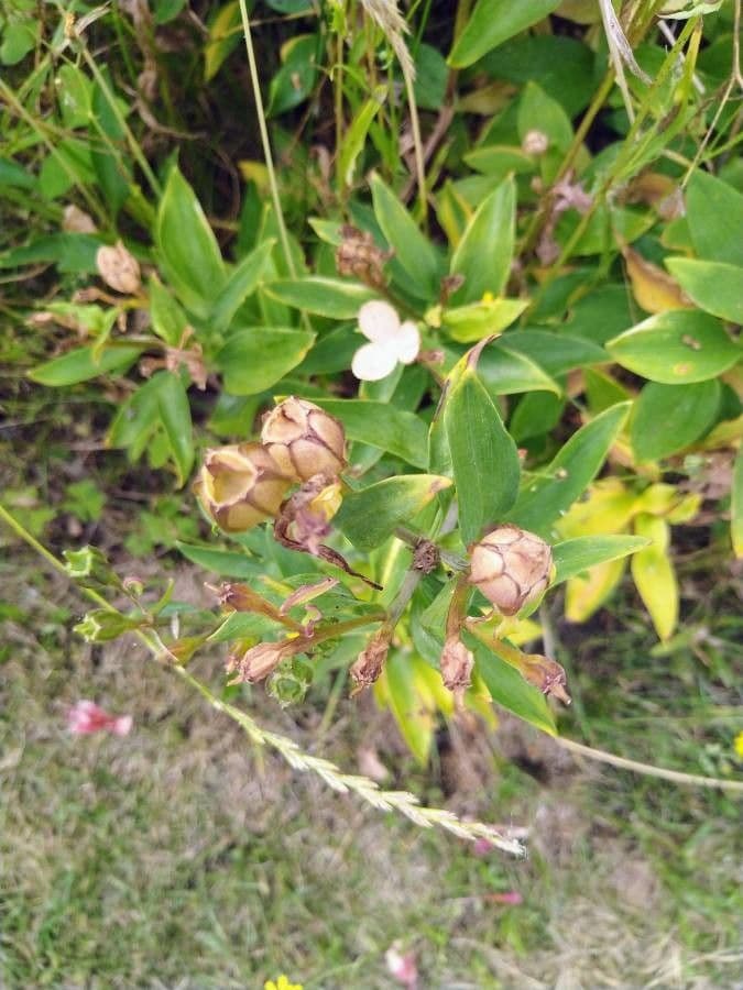 Alstroemeria aurea 3