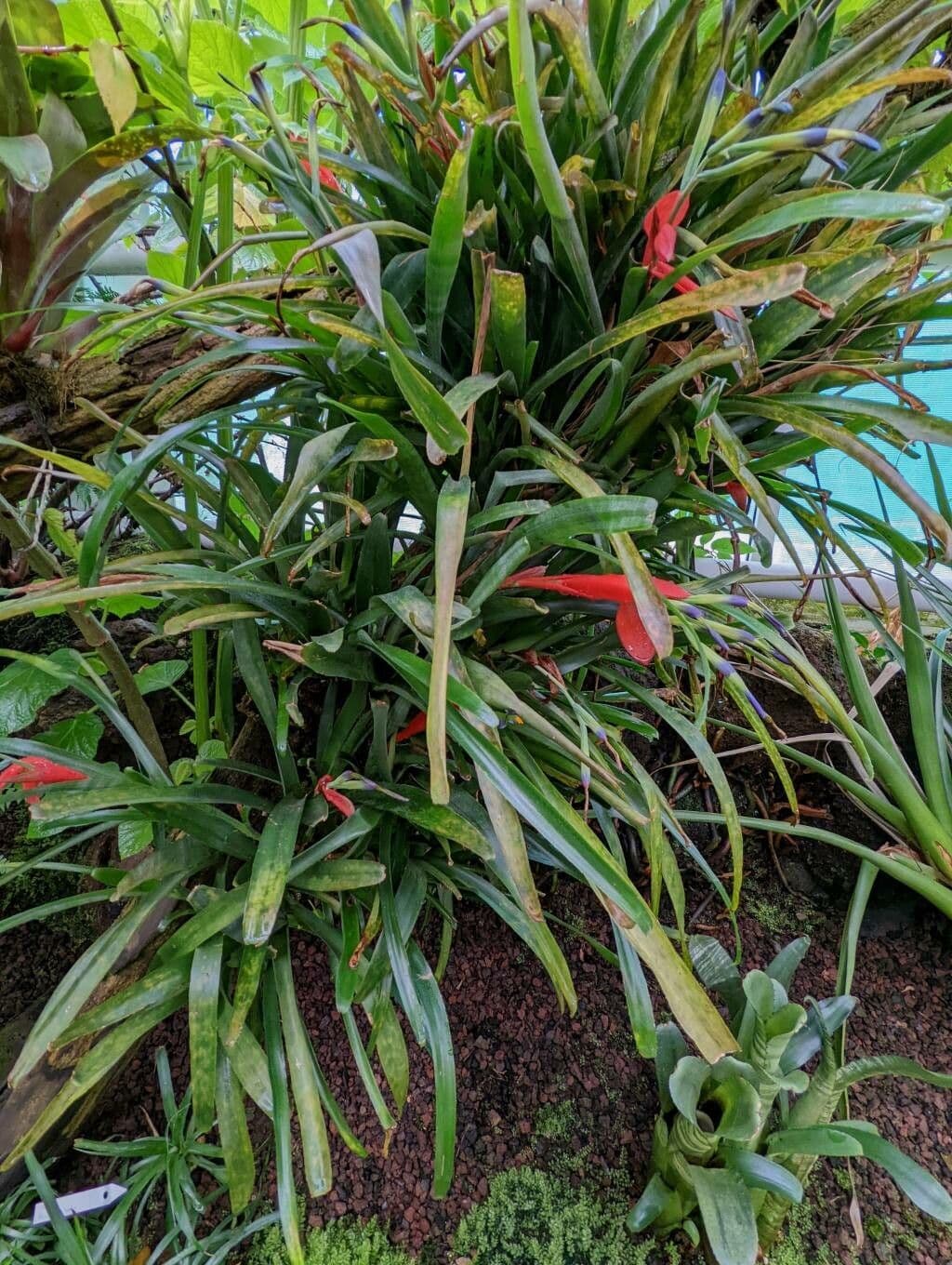 Billbergia