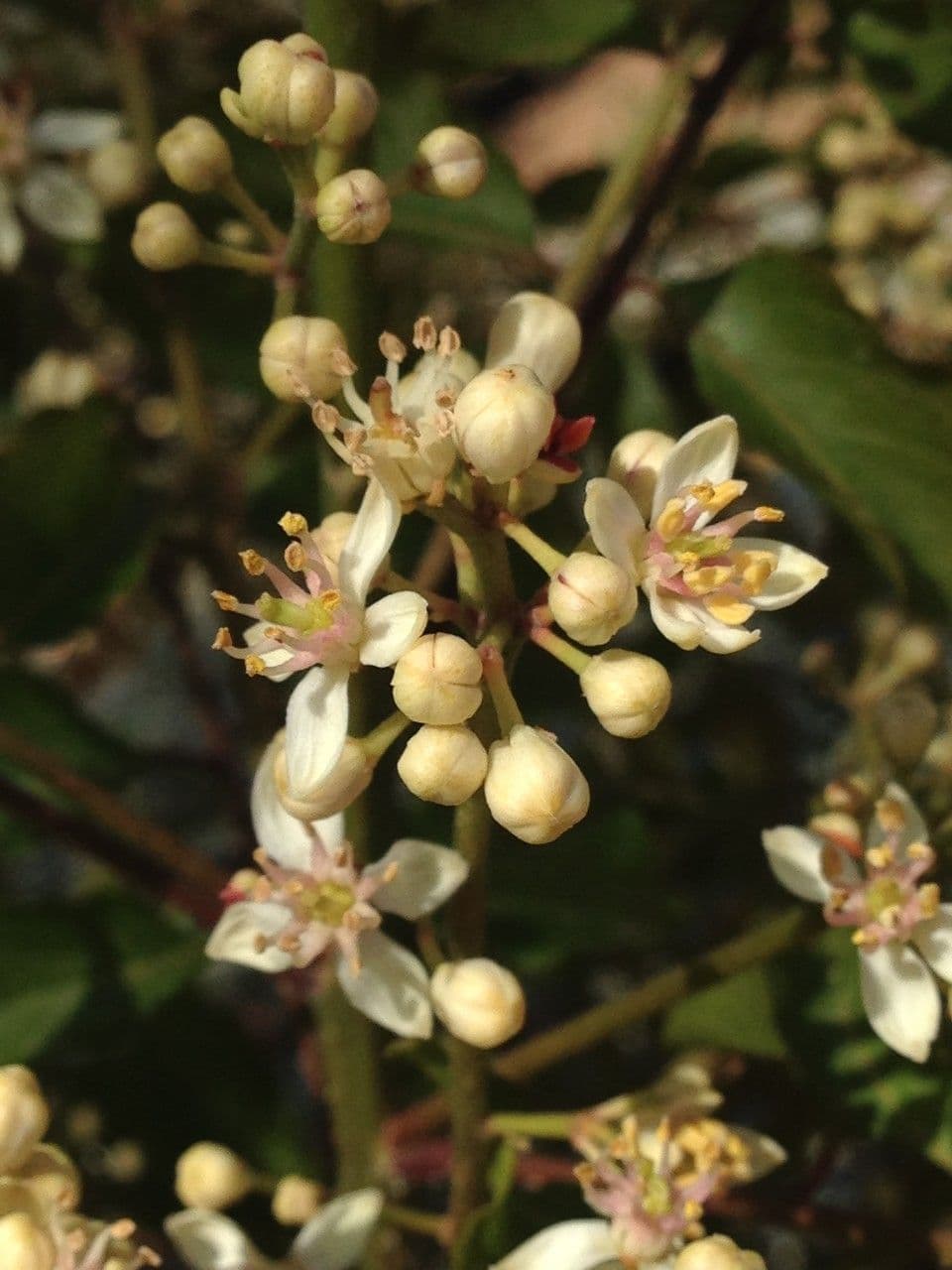 Clausena anisata 3
