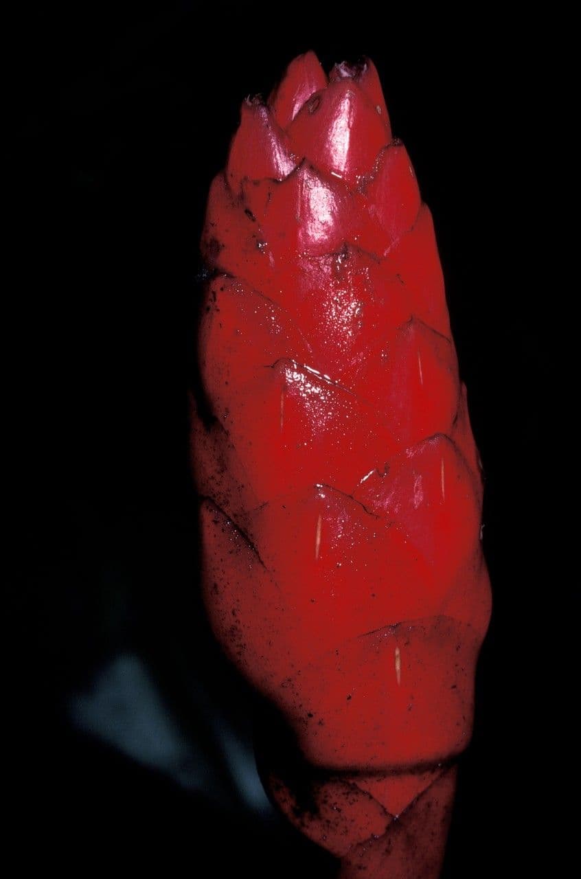 Costus