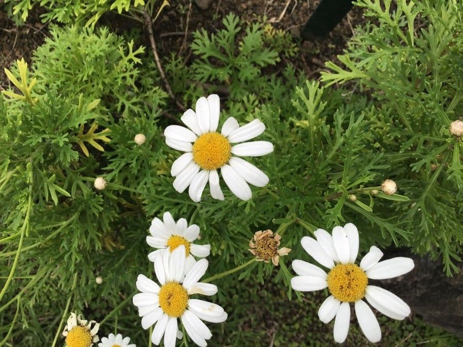 Argyranthemum