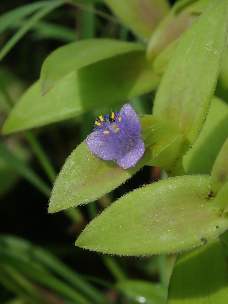 Cyanotis crestata 3
