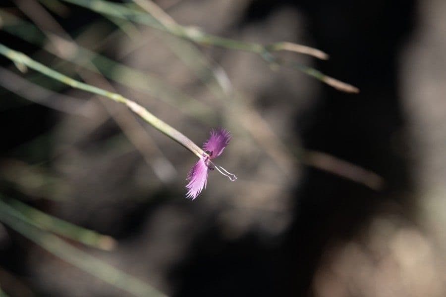 Garofano orientale 2