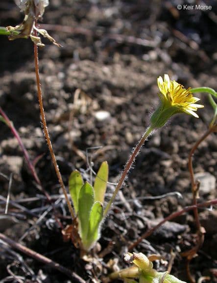 Agoseris annuale 14