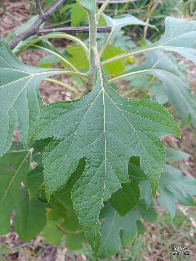 Tithonia diversifolia 19