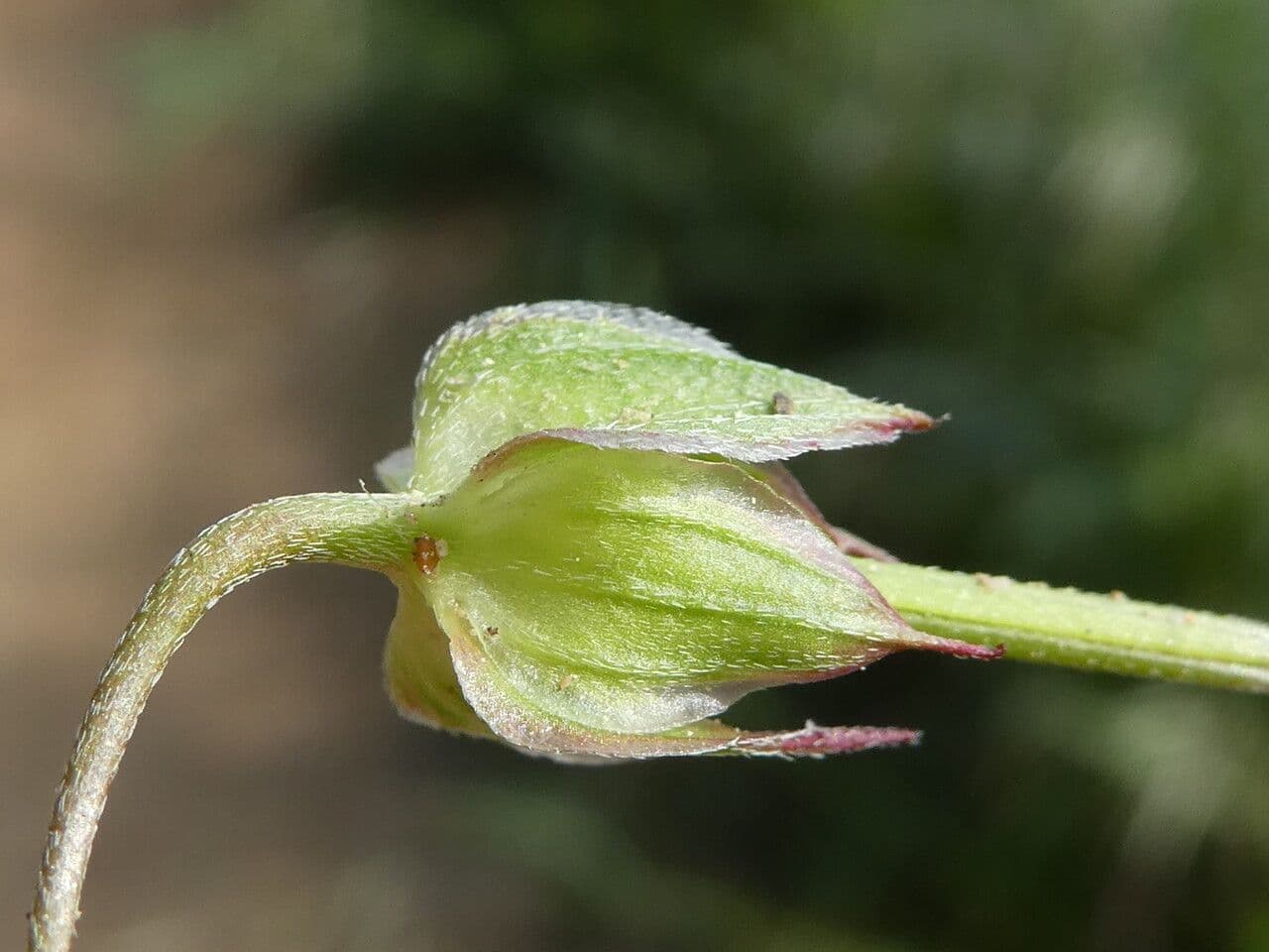 Géranium colombin 5