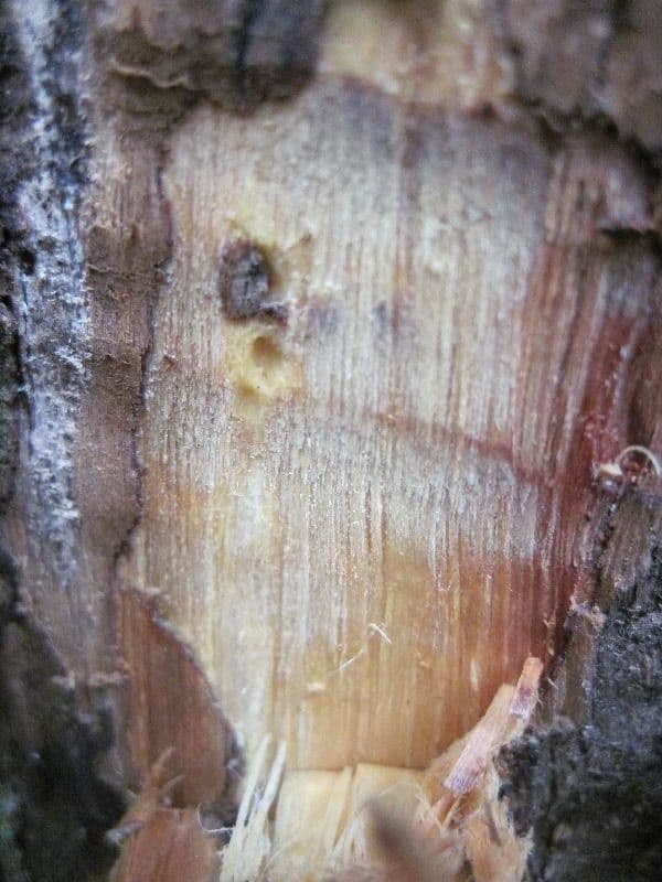 Eschweilera 7