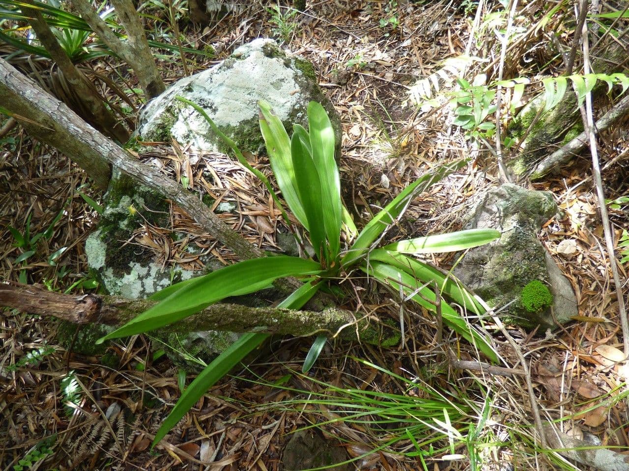 Angraecum eburneum 11