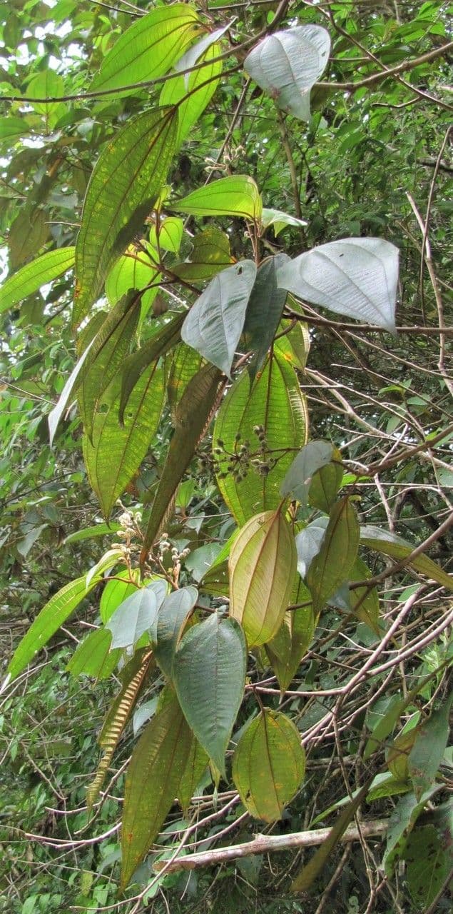 Miconia a dodici stami 3