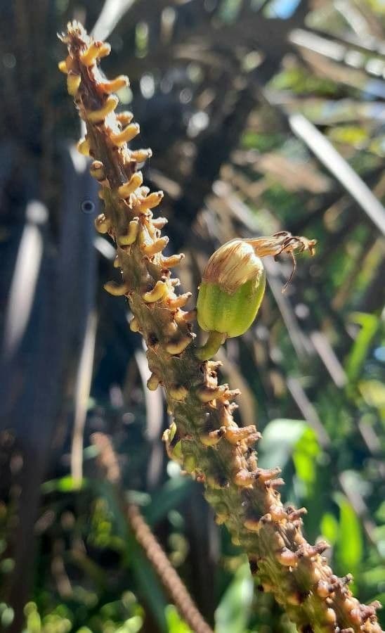 Transvaal-Aloe