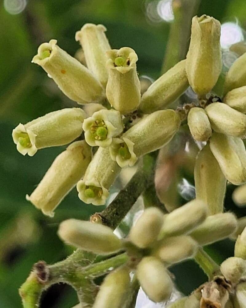 Cedrela fissilis 5