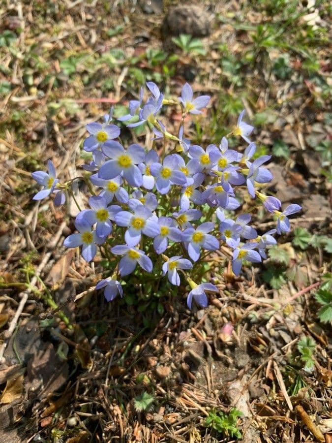 Houstonia serpyllifolia 3
