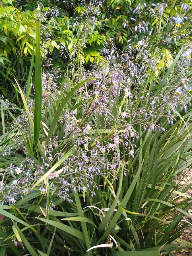 Dianella modrá 22