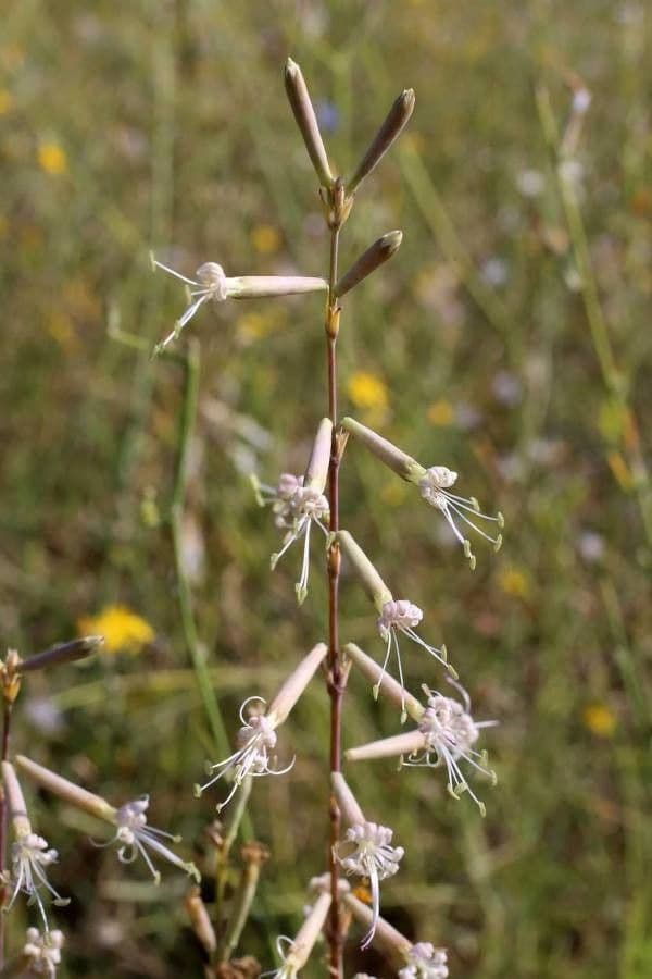 Silene 3