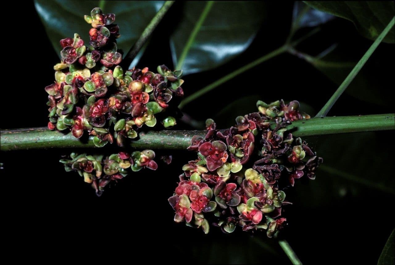 Protium heptaphyllum 7