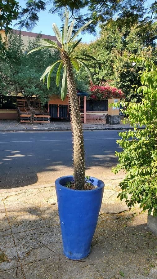 Pachypodium 11