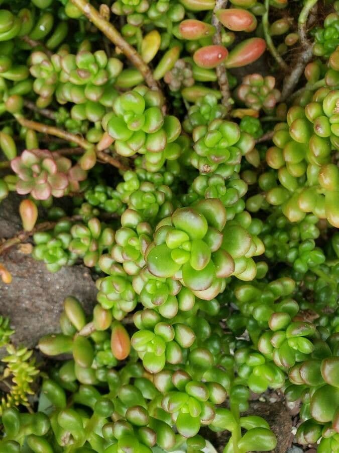 Sedum lucido 13