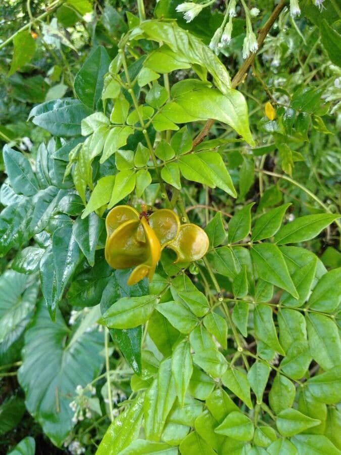 Archidendron clypearia