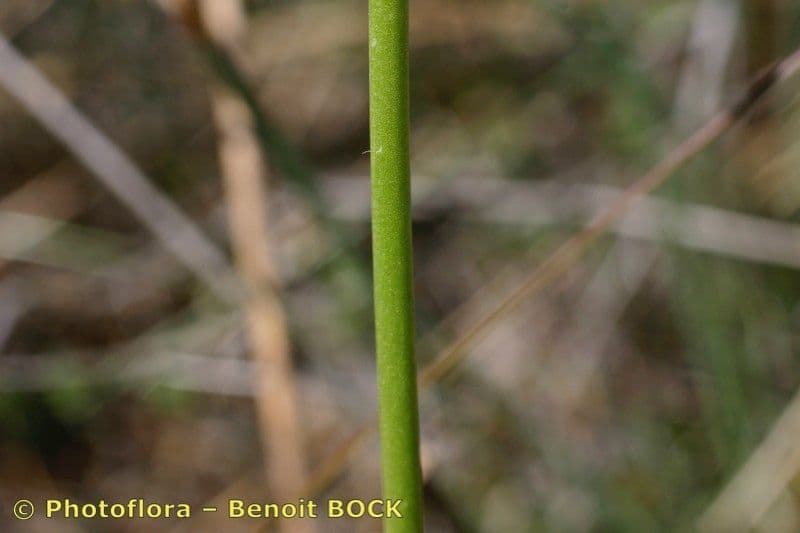Saponaria bellidifolia 24
