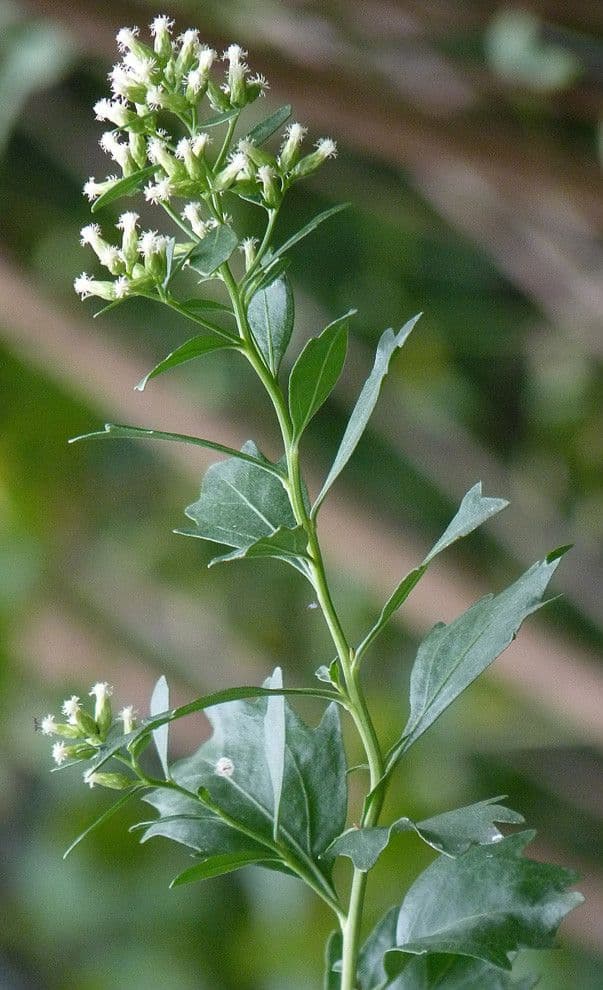 Chilca 26