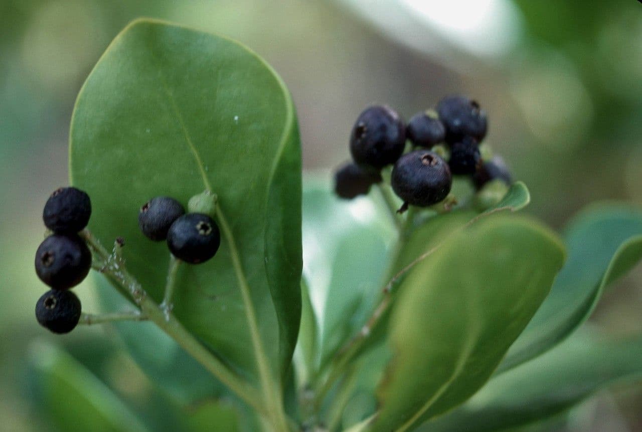 Erithalis fruticosa 2