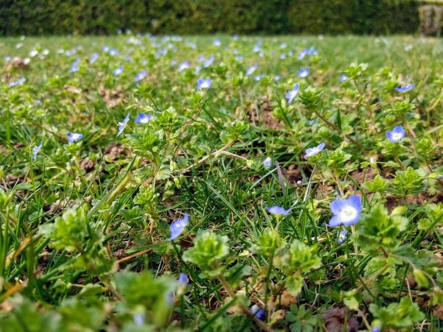 Veronica filiforme 11
