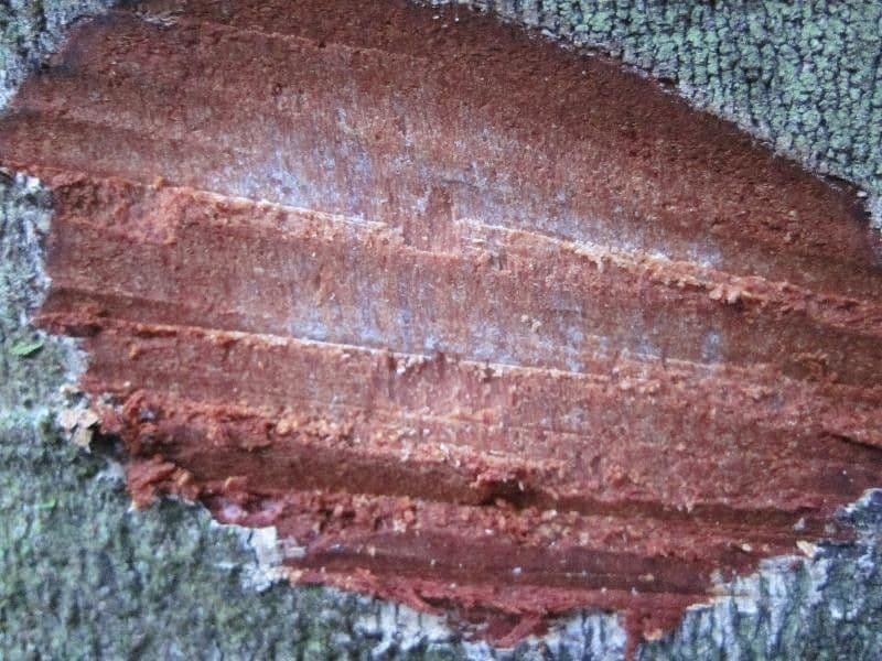 Leptobalanus 14