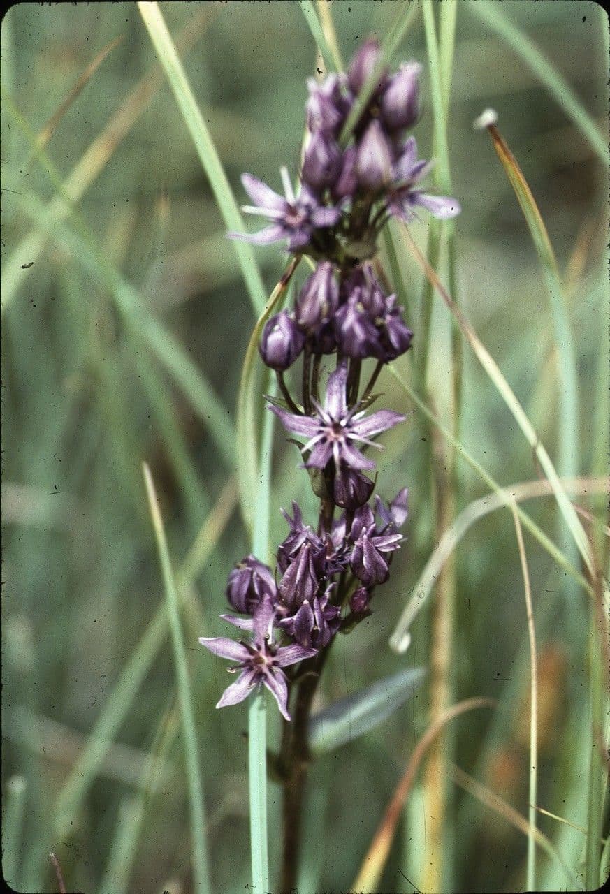 Suertia 13