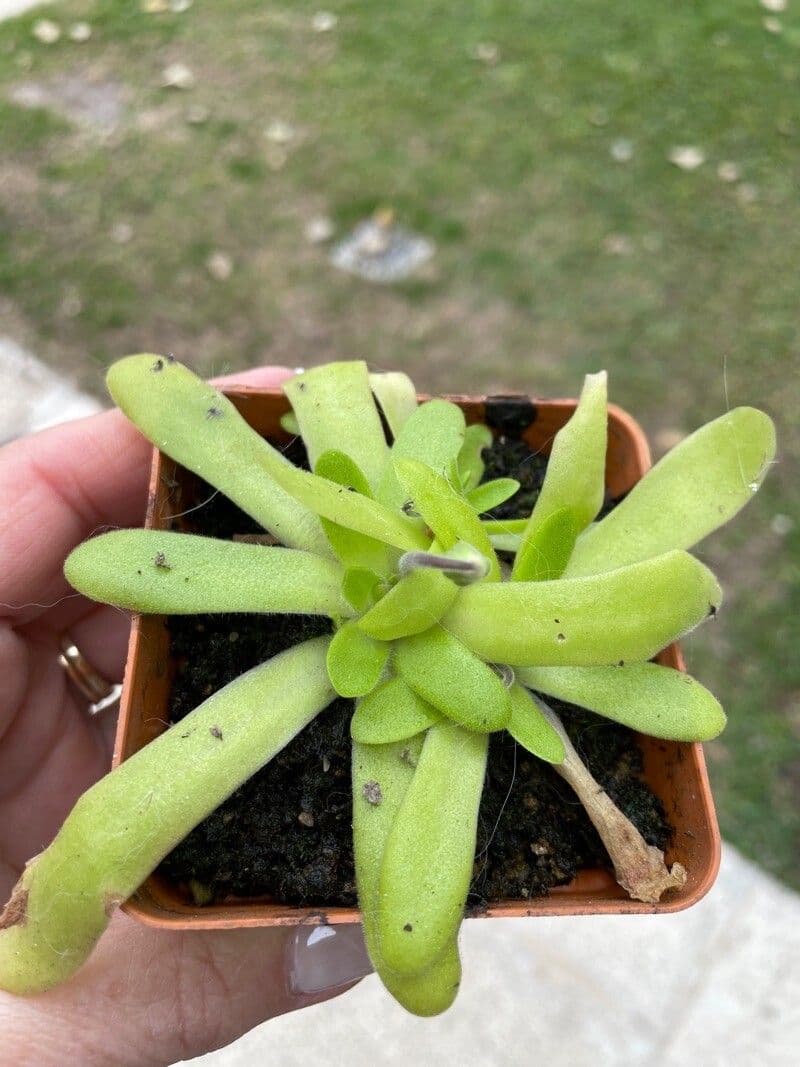 Erba unta 8