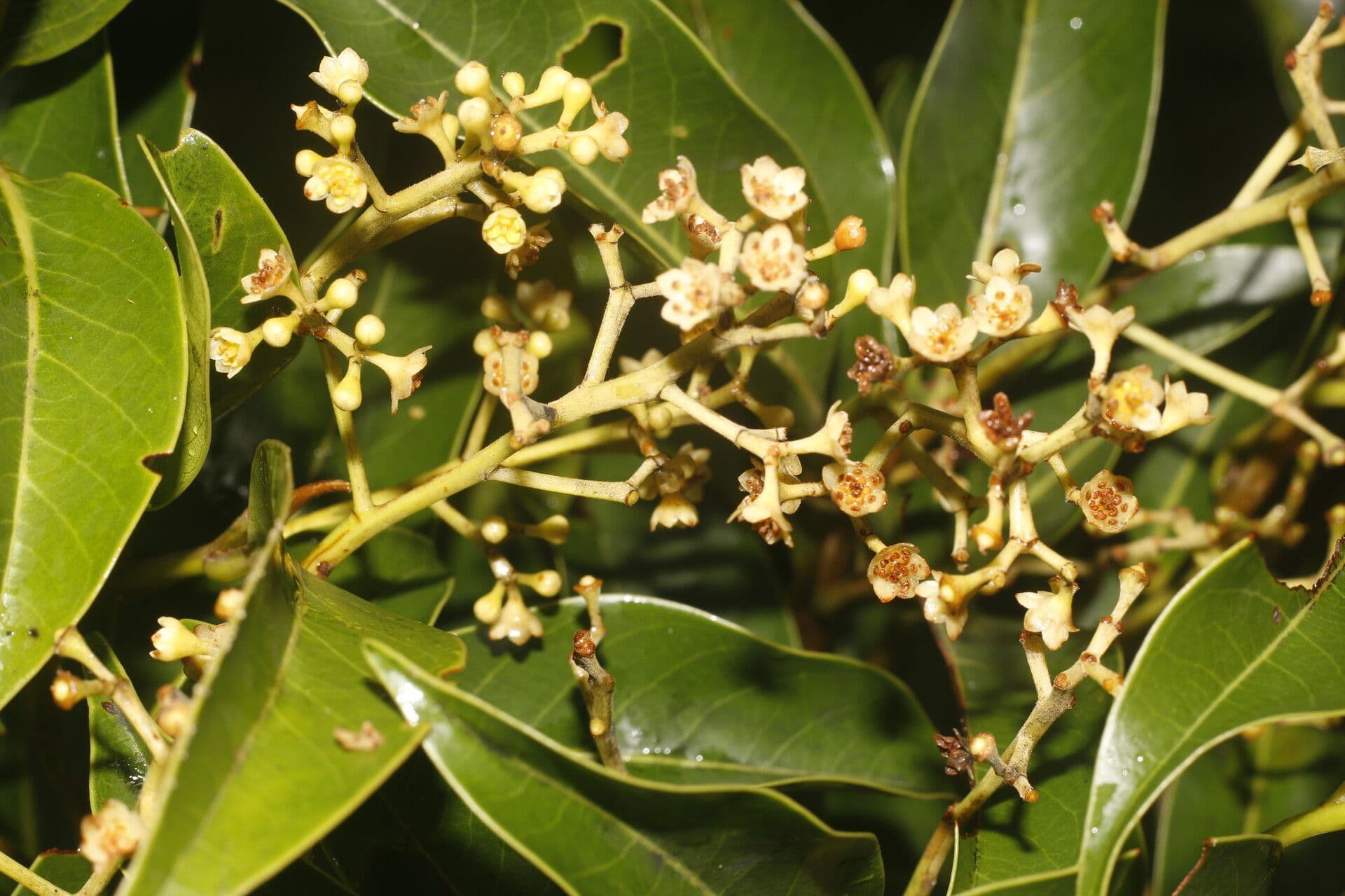 Ocotea 7