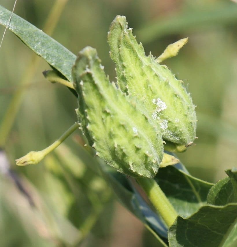 Asclepias asperula