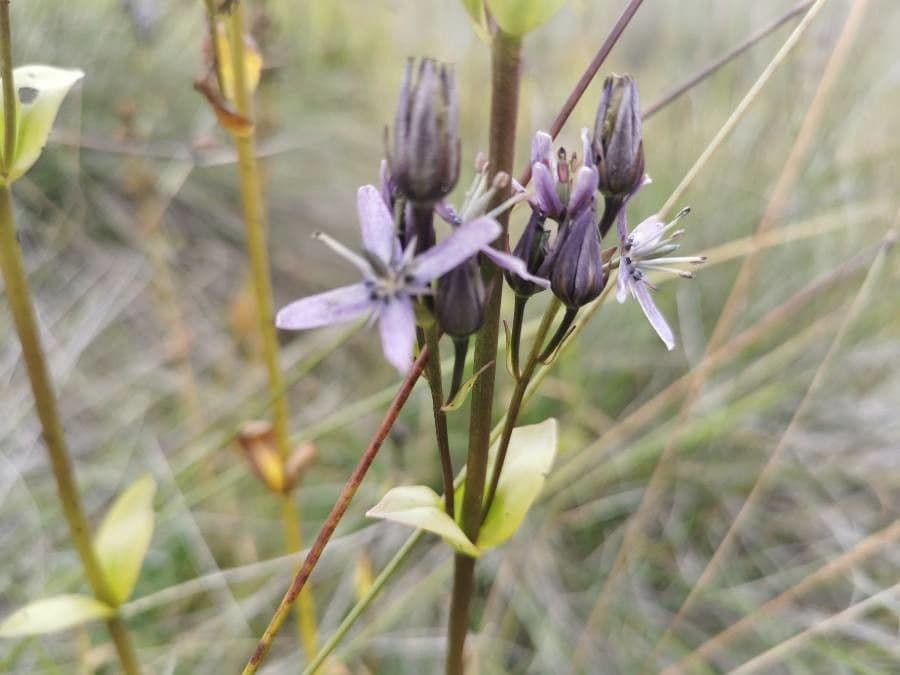 Suertia 6