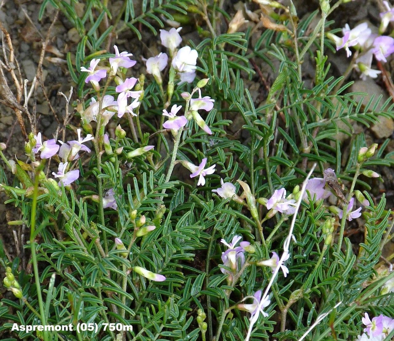 Astragalo austriaco 13