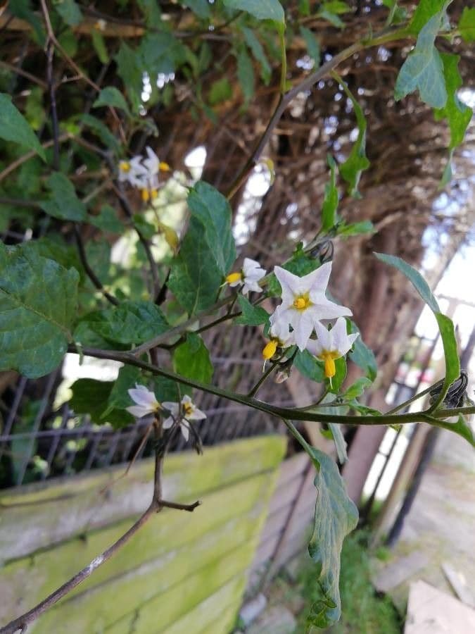 Solanum douglasii 10