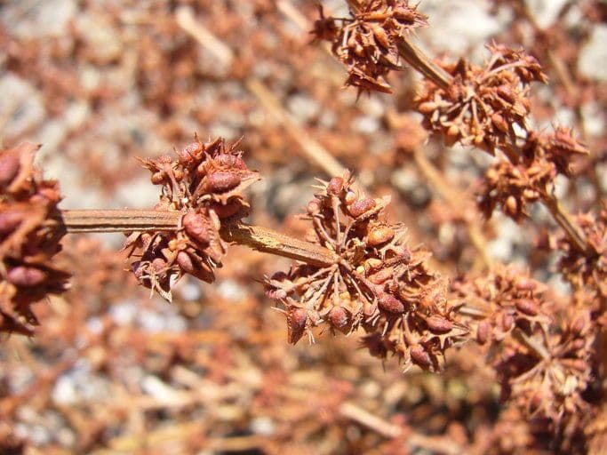 Rumex dentatus 3