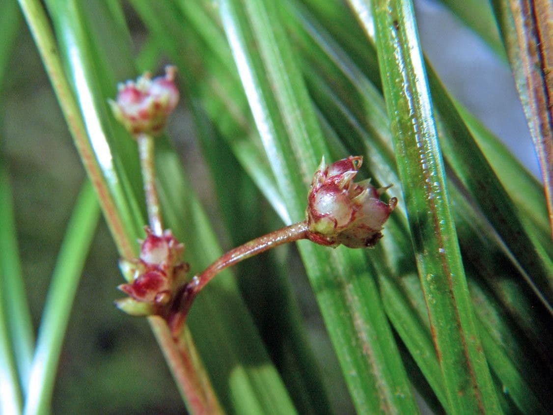 Calyptrocarya glomerulata