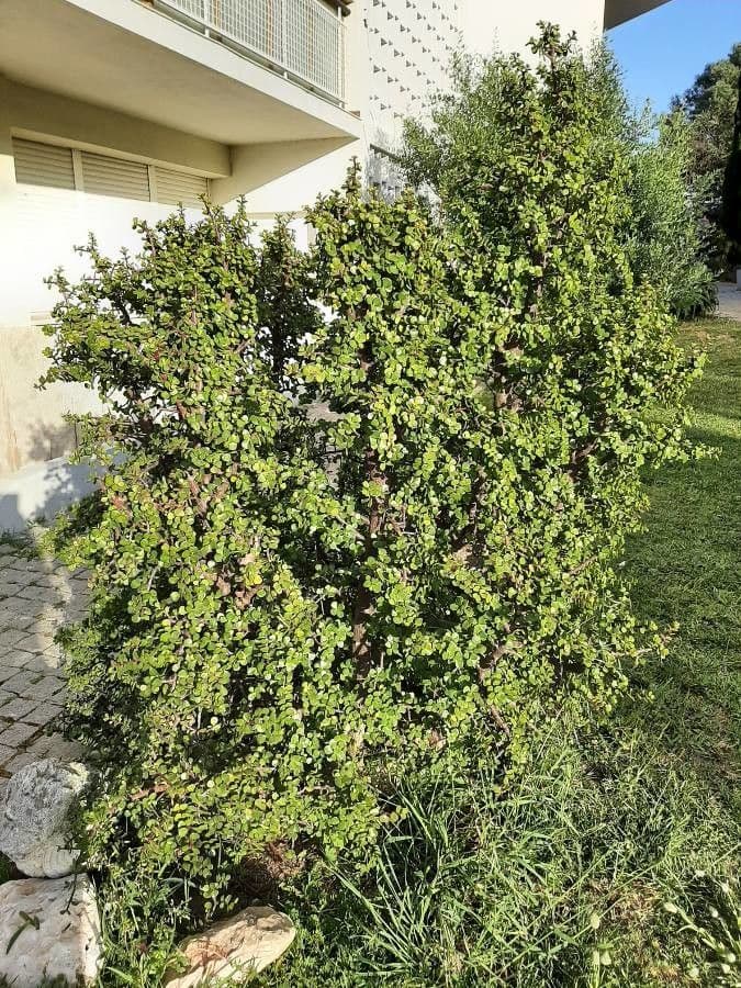 Portulacaria afra 12