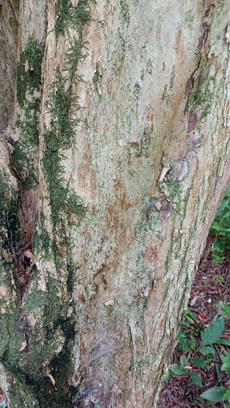 Campomanesia
