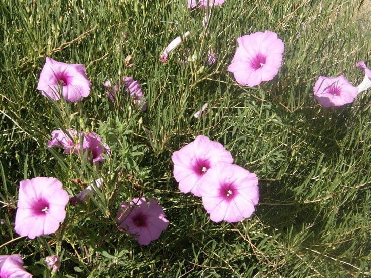 Ipomoea arbustiva 11