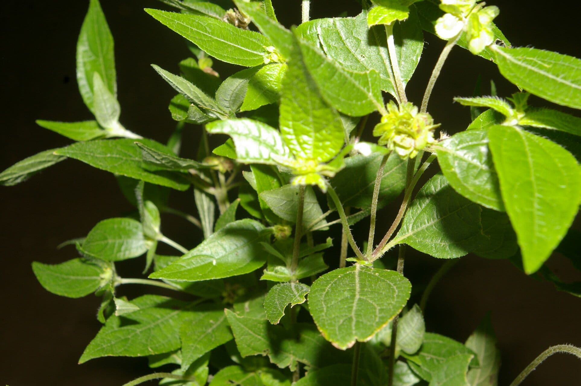 Delilia biflora 5