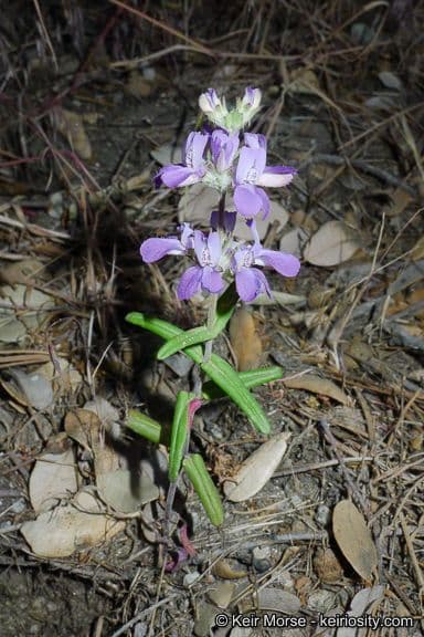 Collinsia concolor 7