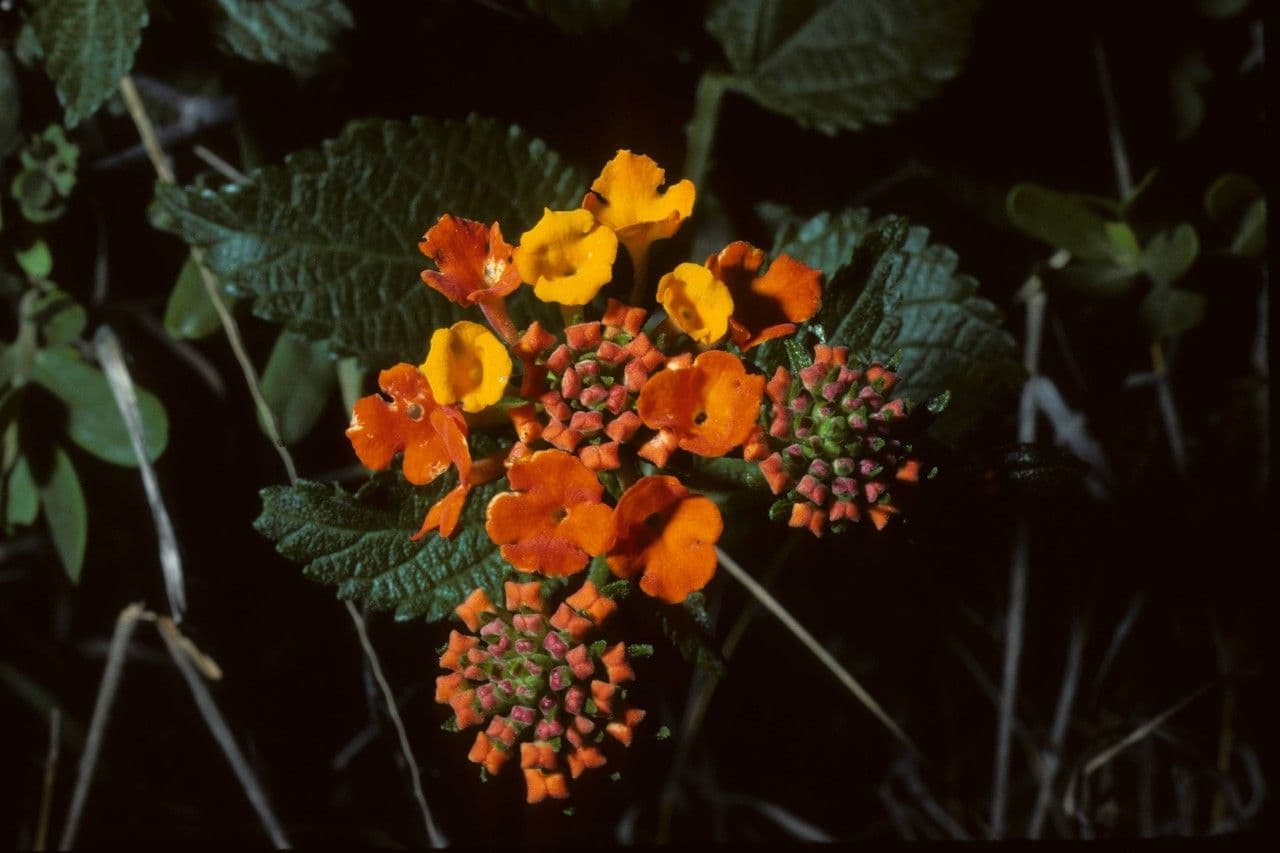 Lantana horrida 2