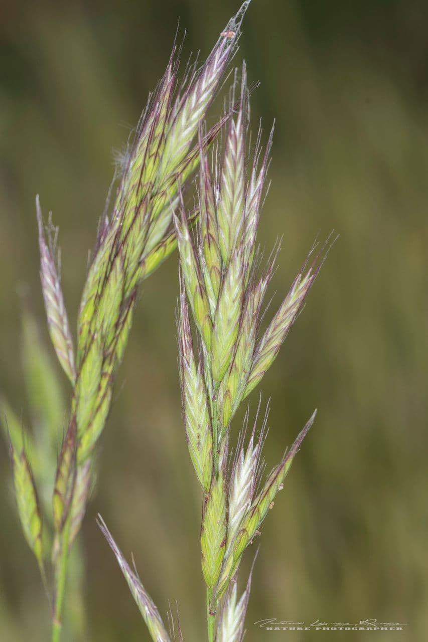 Brome lancéolé 10