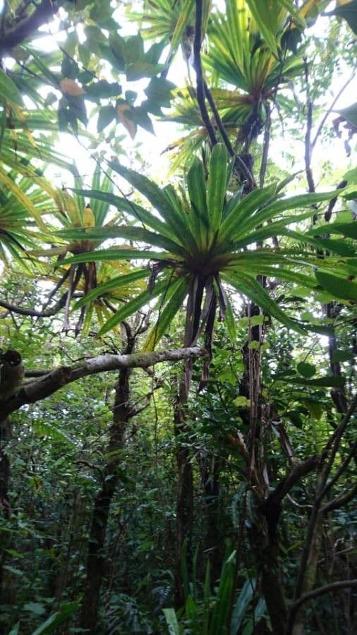 Pandanus 17
