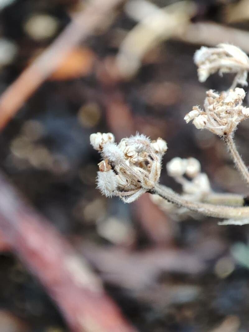 Athamanta cretensis 4