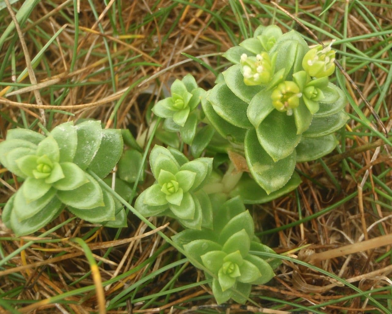 Onchenia 9