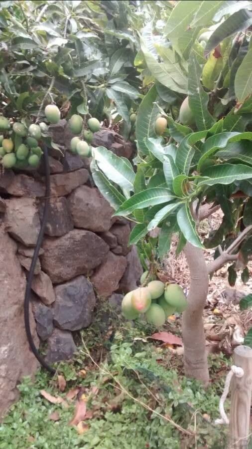 Mango 5