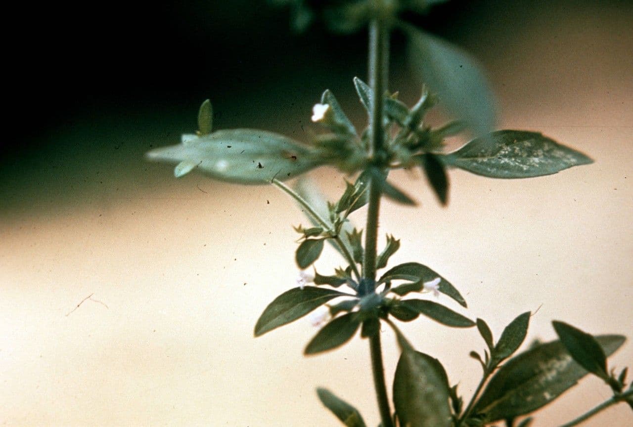 Hedeoma 9
